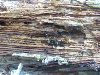 Aphaenogaster in log